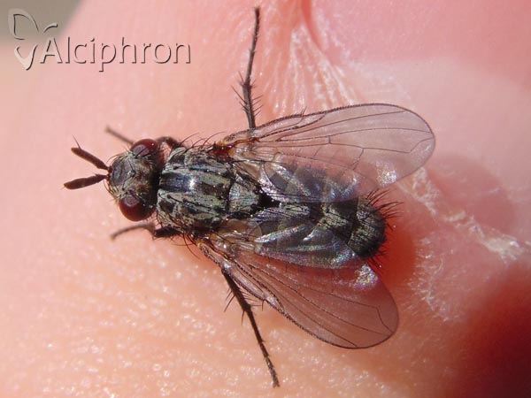 Triarthria setipennis