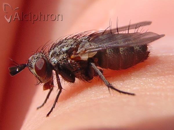 Triarthria setipennis