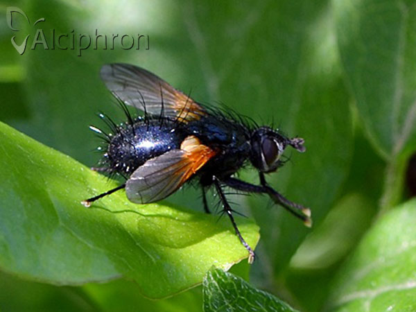 Zophomyia temula