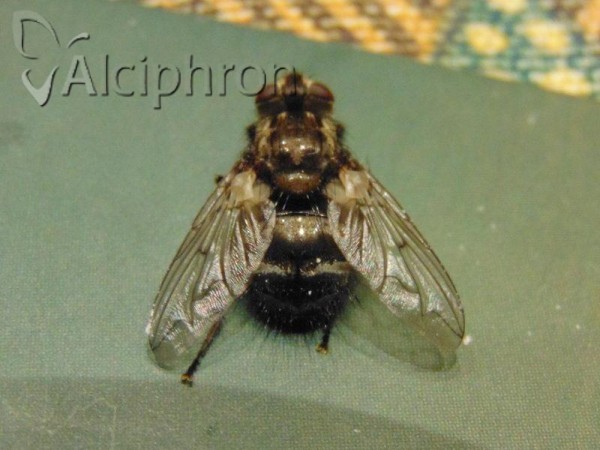 Ernestia puparum