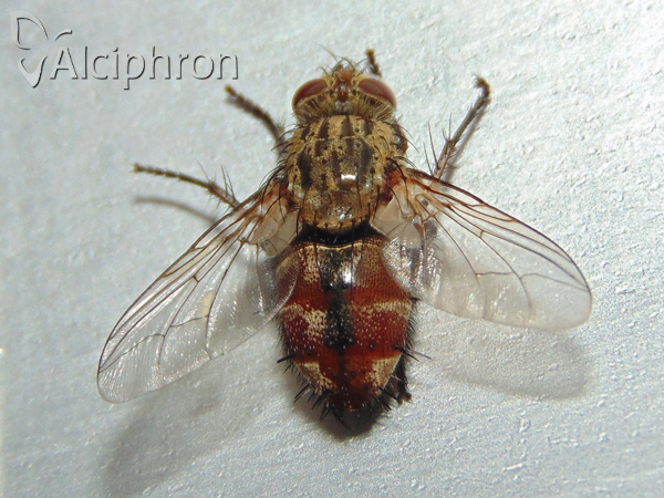 Linnaemya vulpina