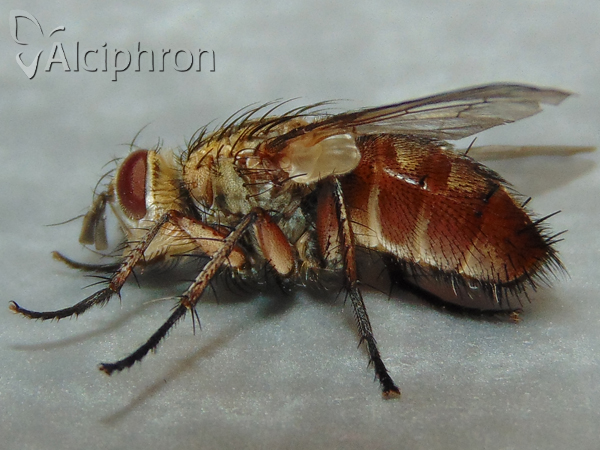 Linnaemya vulpina