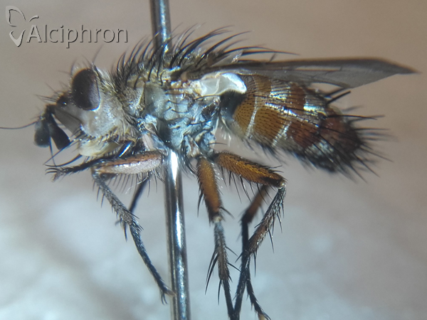 Linnaemya vulpina