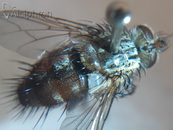 Linnaemya vulpina