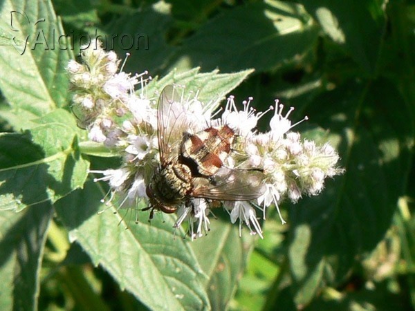 Peleteria varia