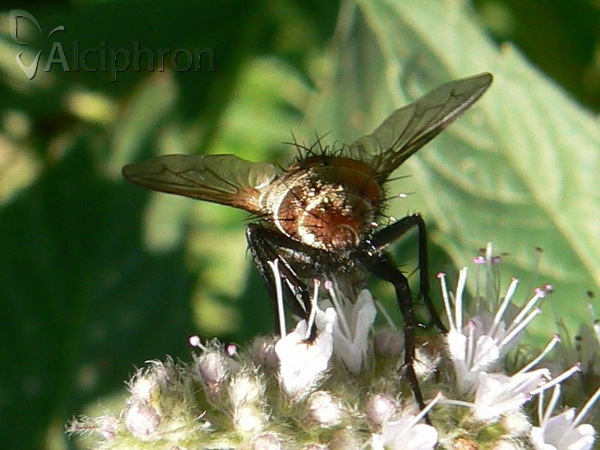 Peleteria varia