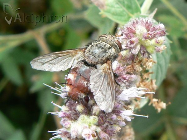 Peleteria varia