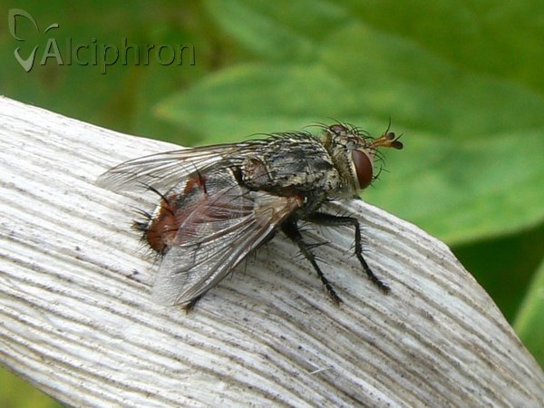 Peleteria varia