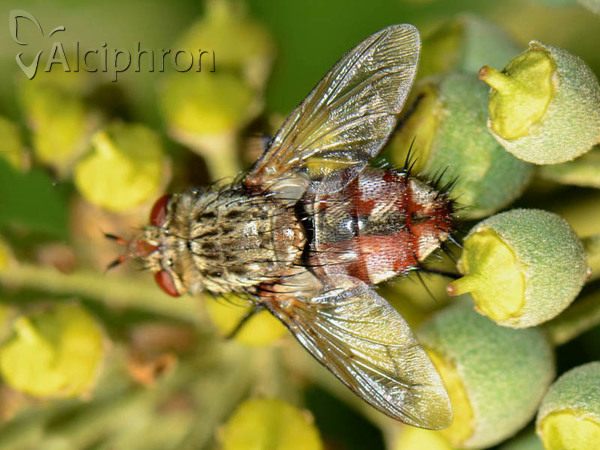 Peleteria varia