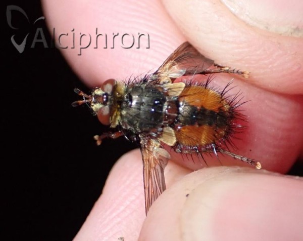Tachina fera