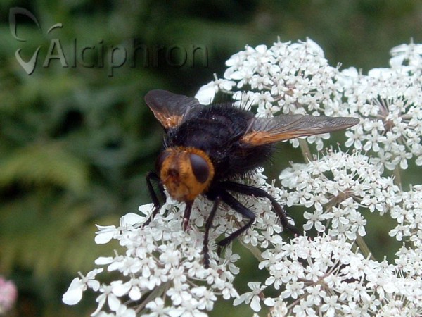 Tachina grossa