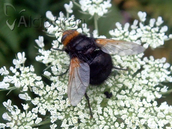 Tachina grossa