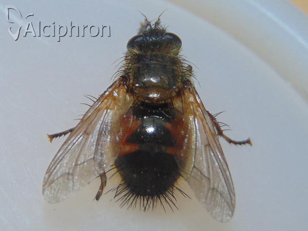 Tachina lurida