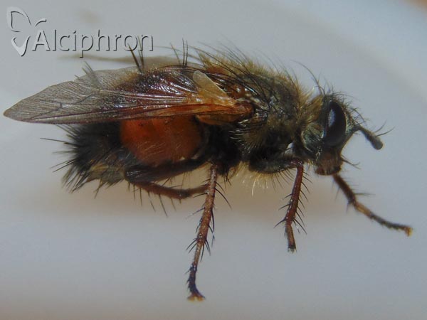 Tachina lurida