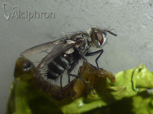 Brachicheta strigata