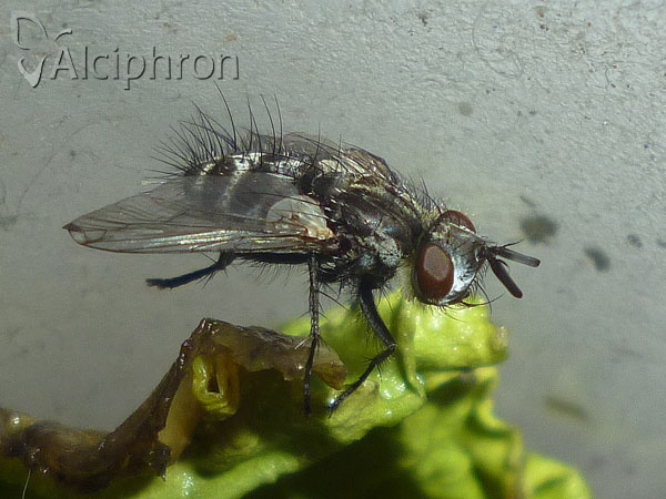 Brachicheta strigata