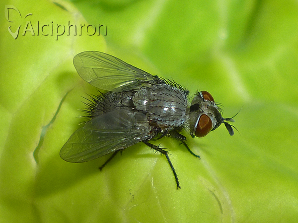Epicampocera succincta