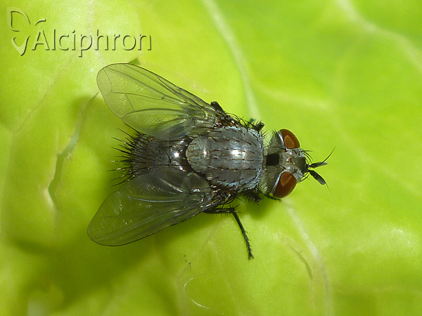 Epicampocera succincta