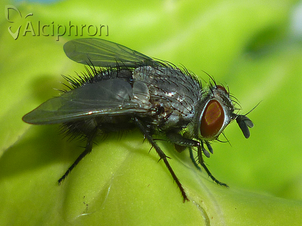Epicampocera succincta