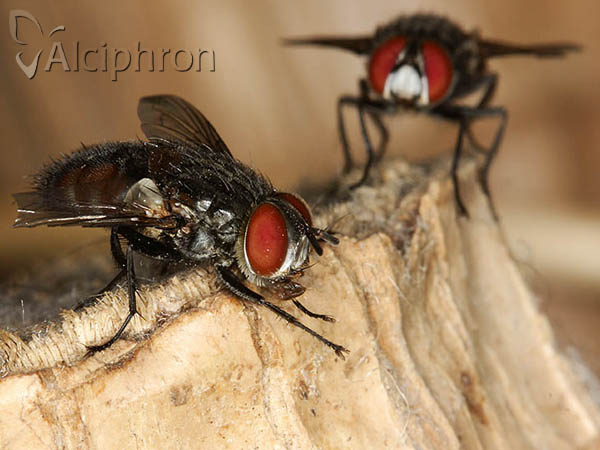 Winthemia quadripustulata