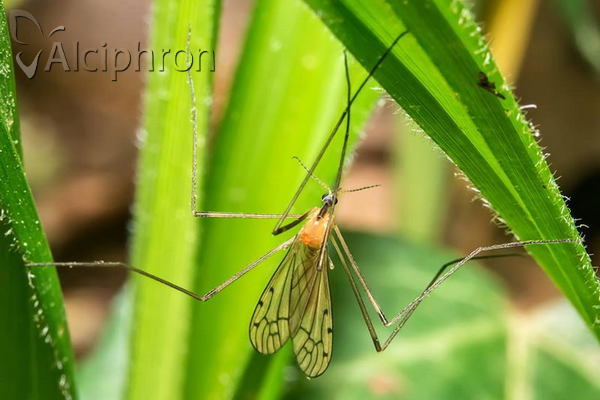 Limonia phragmitidis