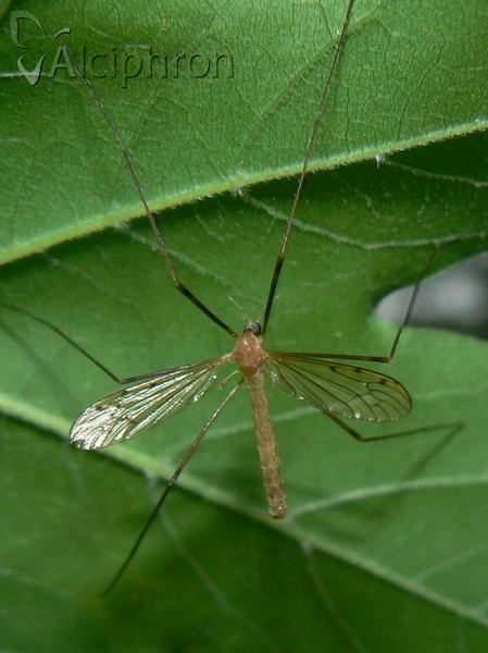 Limonia phragmitidis