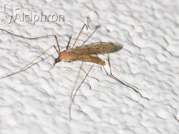 Limonia phragmitidis