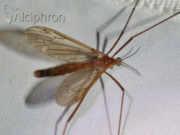 Phylidorea ferruginea