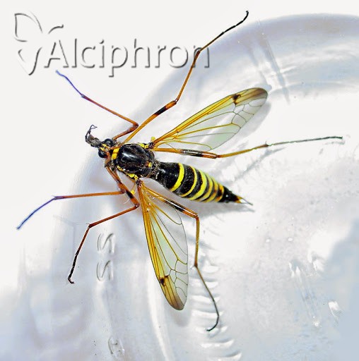 Ctenophora flaveolata