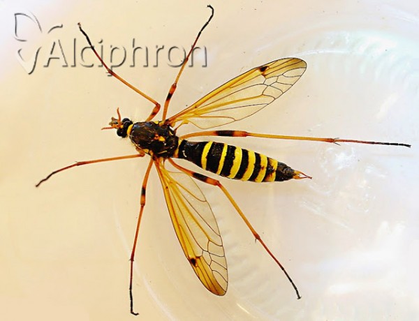 Ctenophora flaveolata