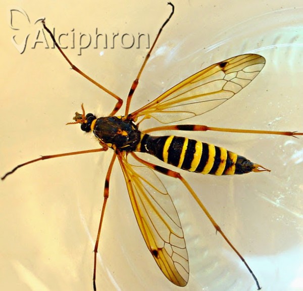 Ctenophora flaveolata