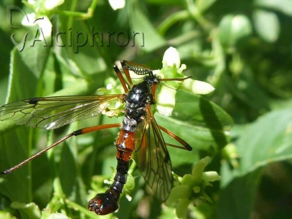 Tanyptera nigricornis