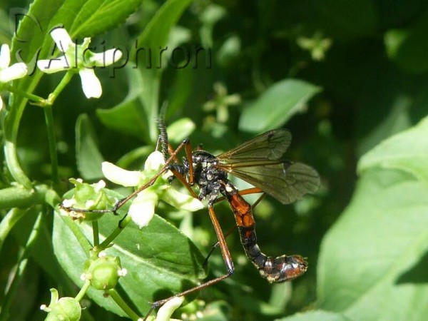 Tanyptera nigricornis