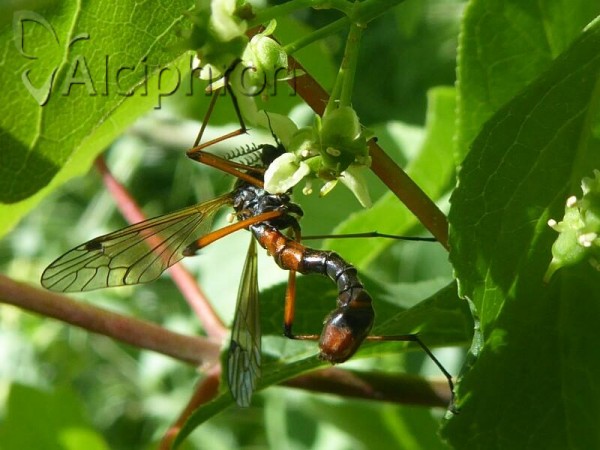 Tanyptera nigricornis