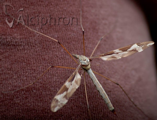 Tipula maxima