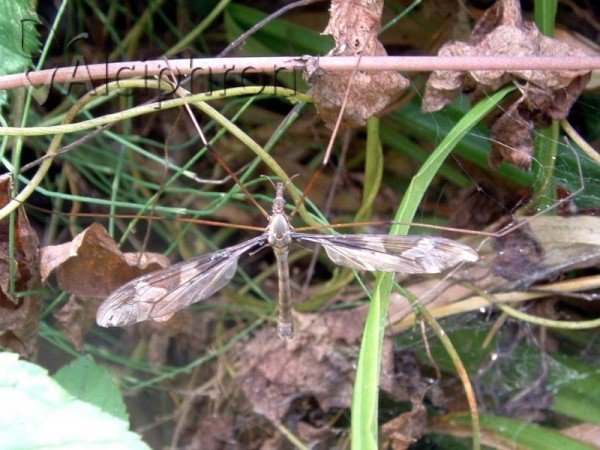 Tipula maxima