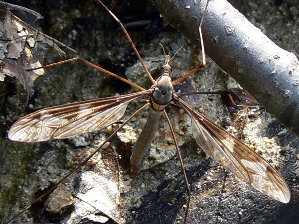 Tipula maxima