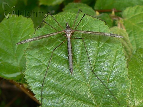 Tipula vittata
