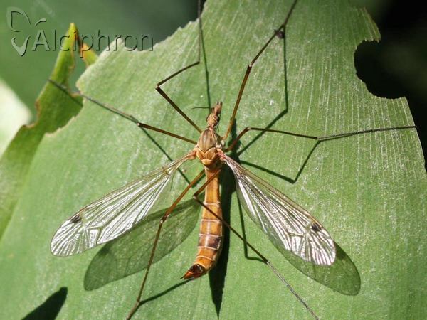 Tipula lunata