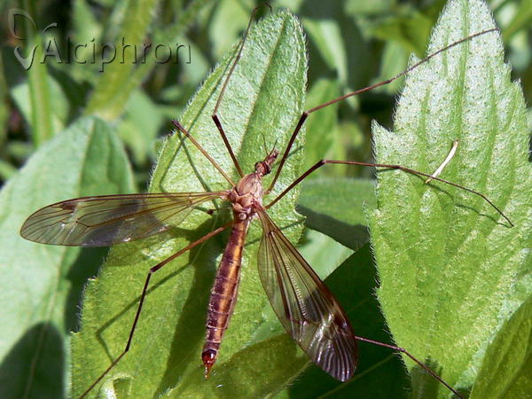 Tipula truncata