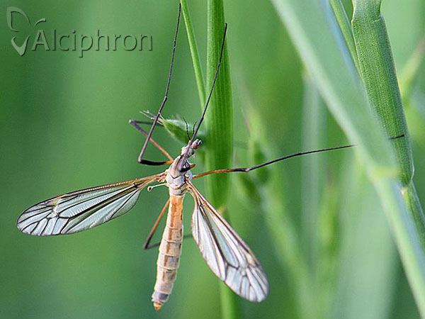 Tipula vernalis