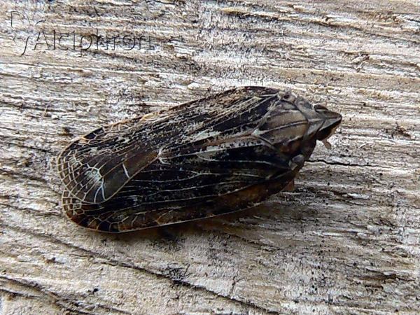Cixidia skaloula