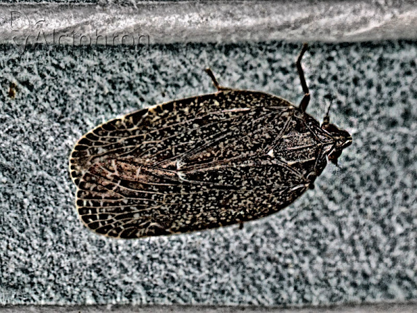 Cixidia pilatoi