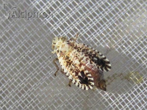 Trypetimorpha occidentalis