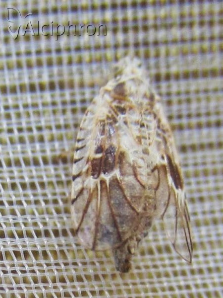 Trypetimorpha occidentalis