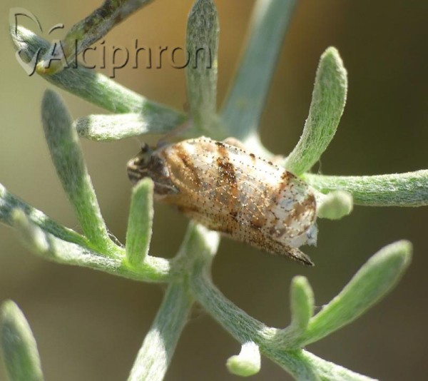 Tachycixius desertorum