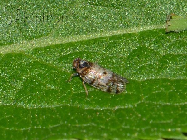 Tachycixius pilosus
