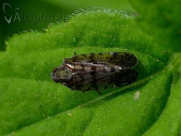 Cixius dubius