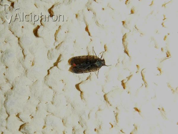 Cixius dubius