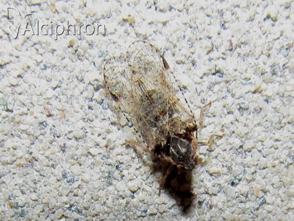 Cixius simplex